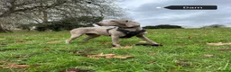 Weimaraner dogs for sale: Stunning pedigree puppies, London, ready 18 Sep - Advert 3