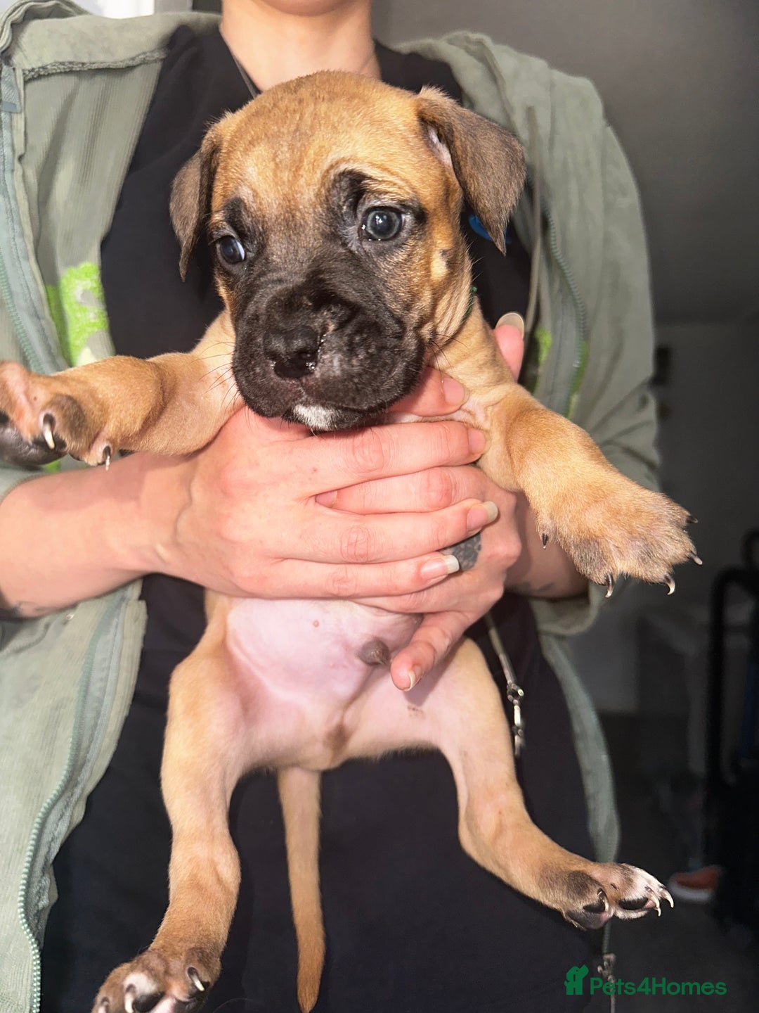 Mixed Breed dogs for sale: Cane corso X staff - Image 3