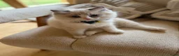 Ragdoll cats for sale: 💙 👑 The Alpha Collection | TICA Ragdolls 🧸 - Advert 11