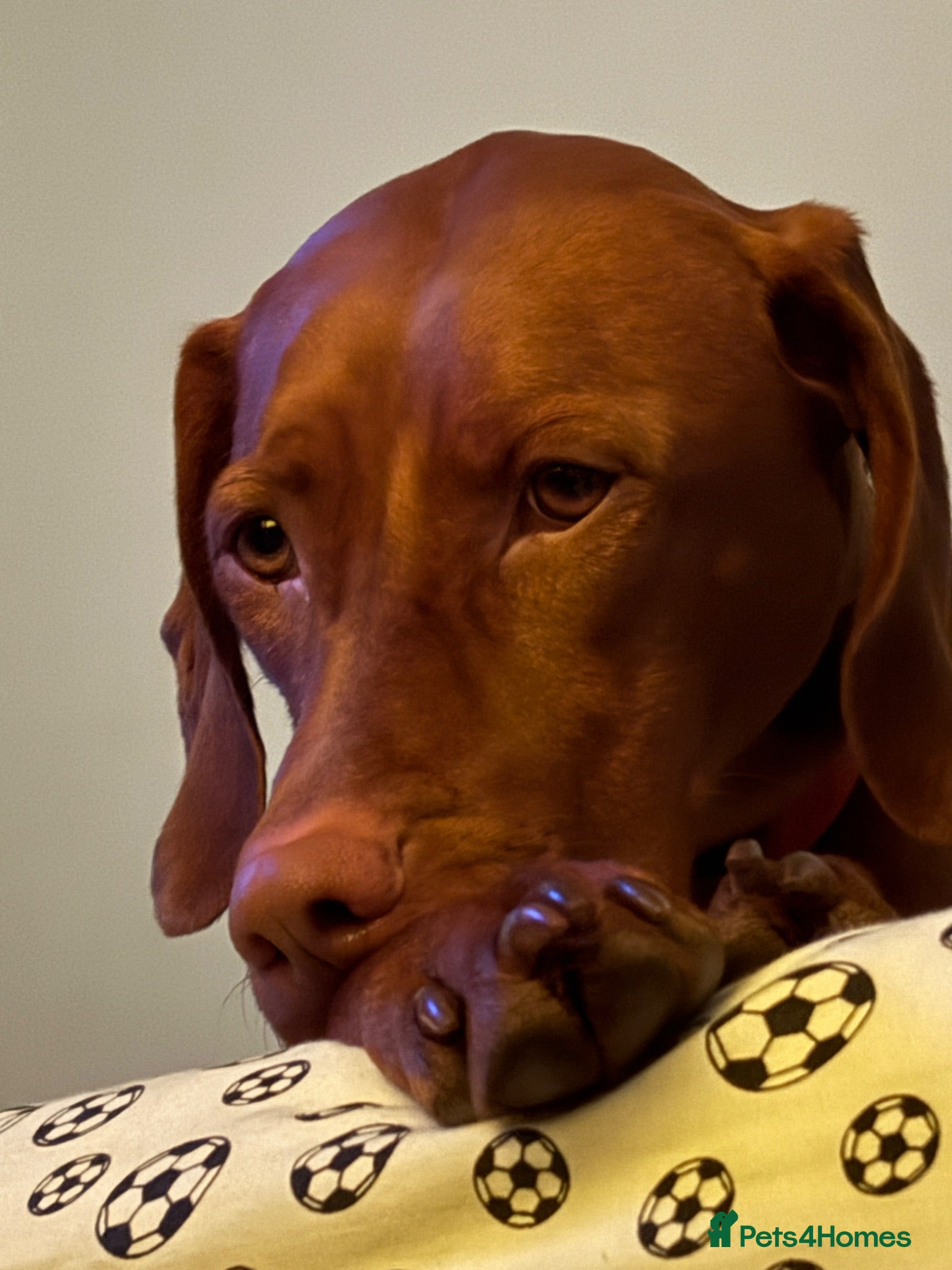 Hungarian Vizsla dogs Female - Advert 1