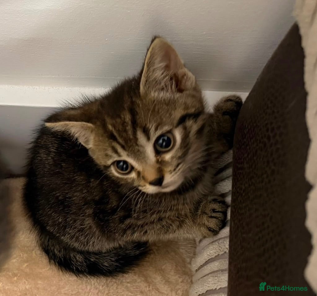 Mixed Breed cats British shorthair cross kitten male tabby last one - Advert 11