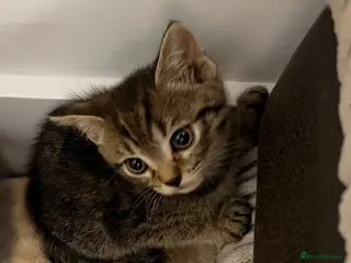 Mixed Breed cats British shorthair cross kitten male tabby last one - Advert 11