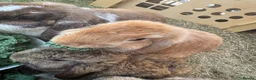 Mini Lop rabbits for sale: Female Mini Lop - Advert 3