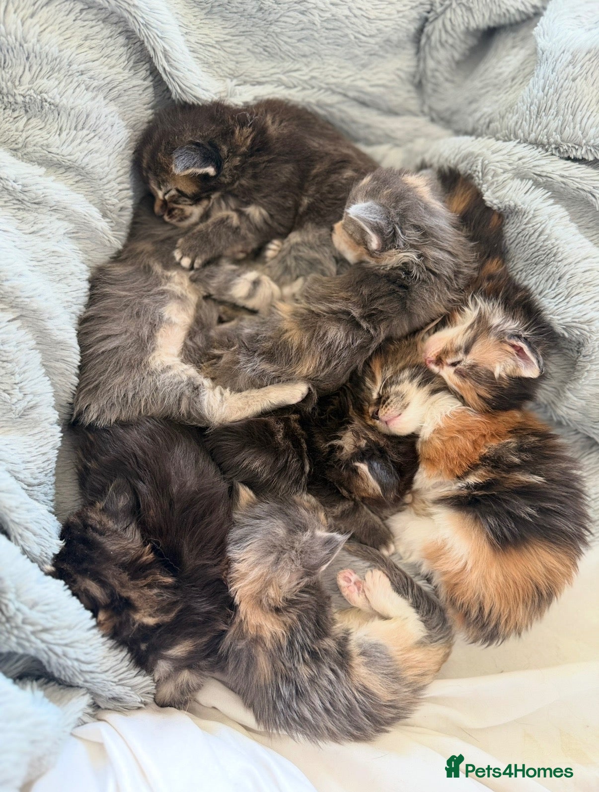 Maine Coon cats Stunning Maine Coon Kittens Looking for 5⭐️ Homes - Advert 1