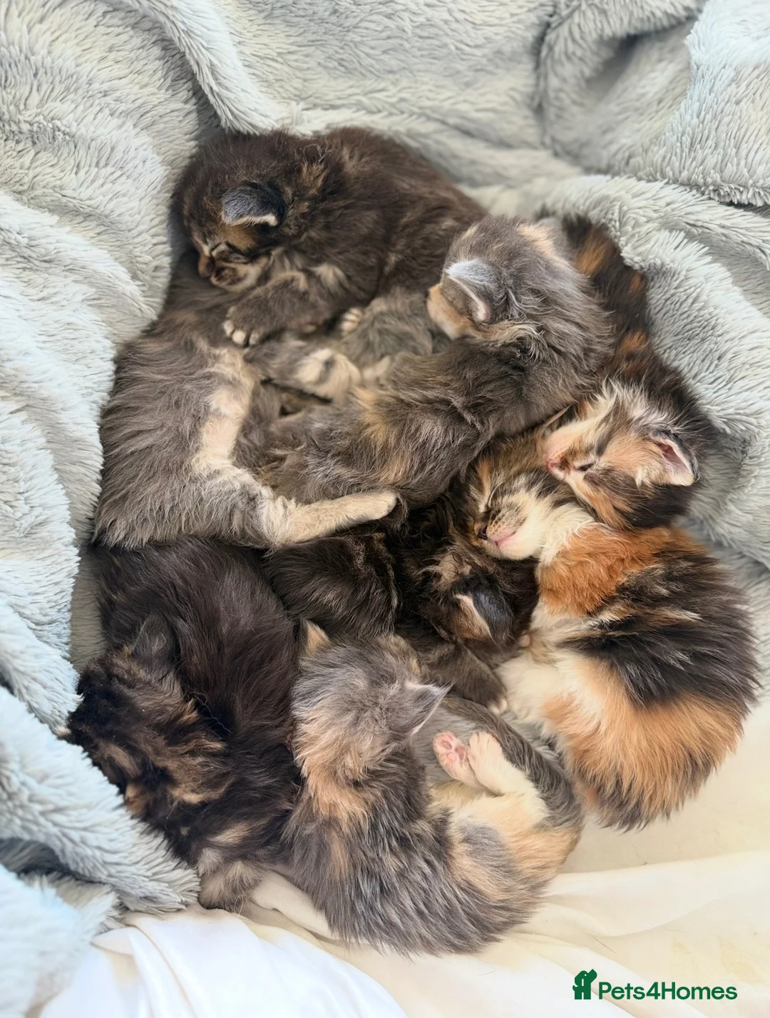 Maine Coon cats for sale: Stunning Maine Coon Kittens Looking for 5⭐️ Homes - Advert 1