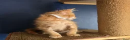 Maine Coon cats for sale: Tica MaineCoon  - Advert 27