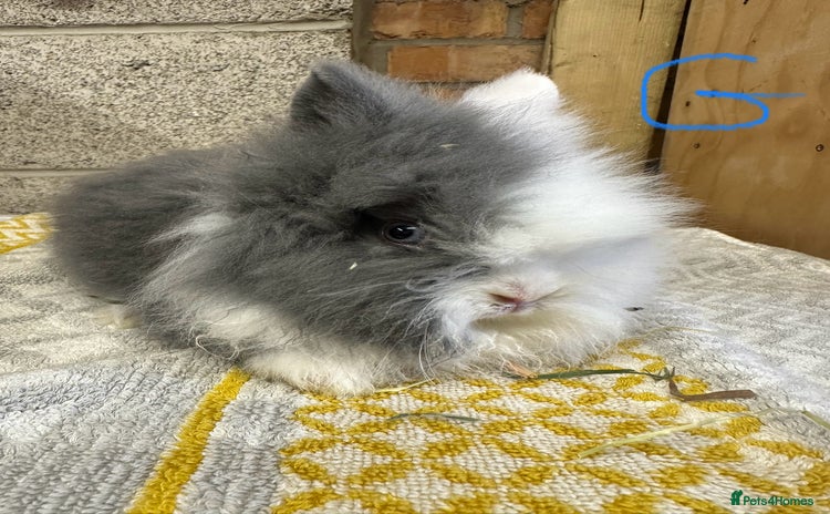 Lionhead rabbits Lionhead Rabbits For Sale  - Advert 1