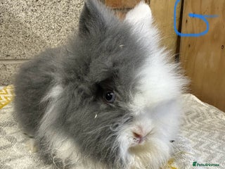 Lionhead rabbits Lionhead Rabbits For Sale - Advert 6