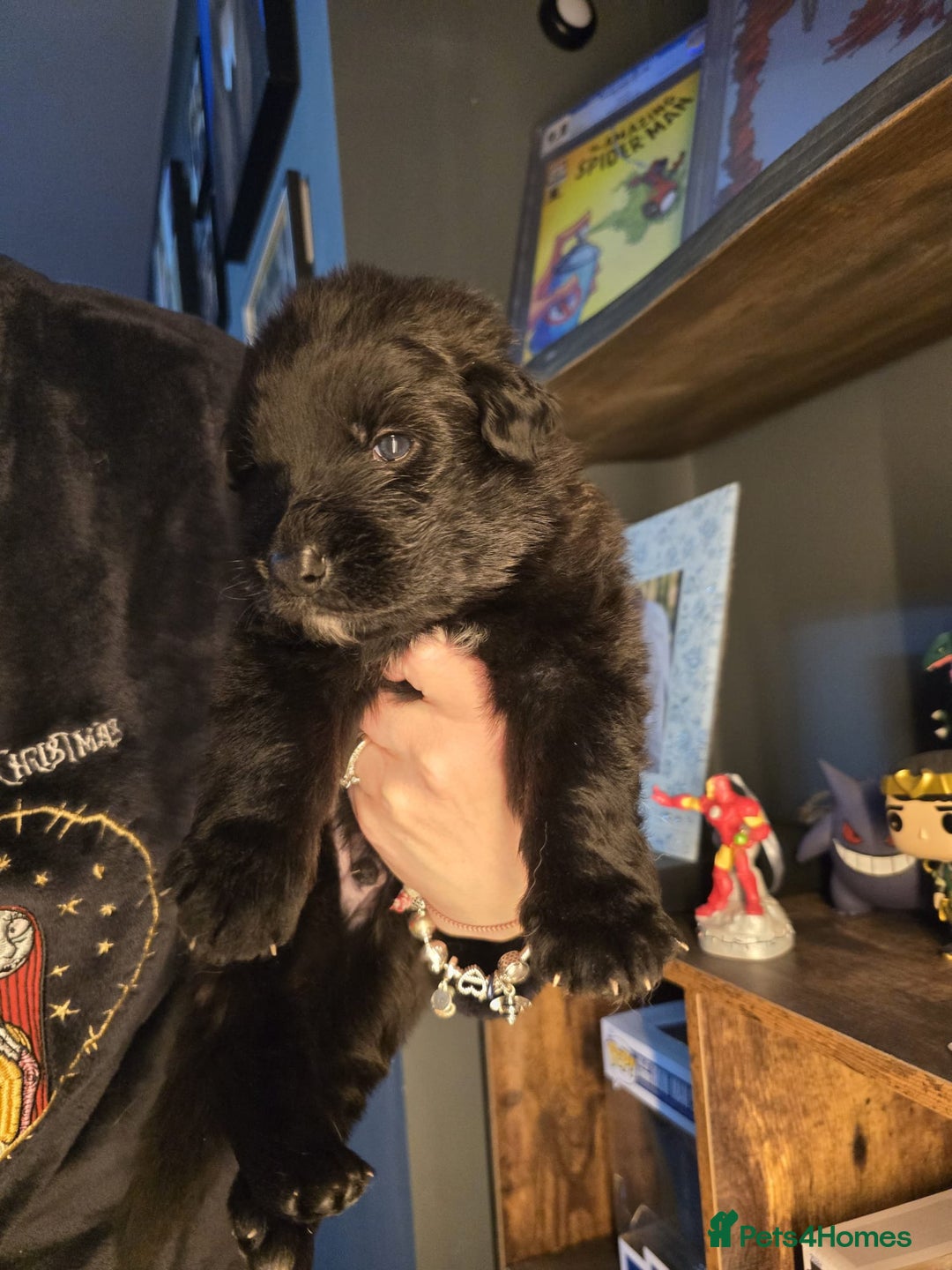 German Shepherd dogs for sale: READY TO LEAVE 3 LITTLE GSD GIRLS - Advert 9