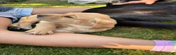 Labrador Retriever dogs for sale: Lovely nature pup in Axminster - Advert 4