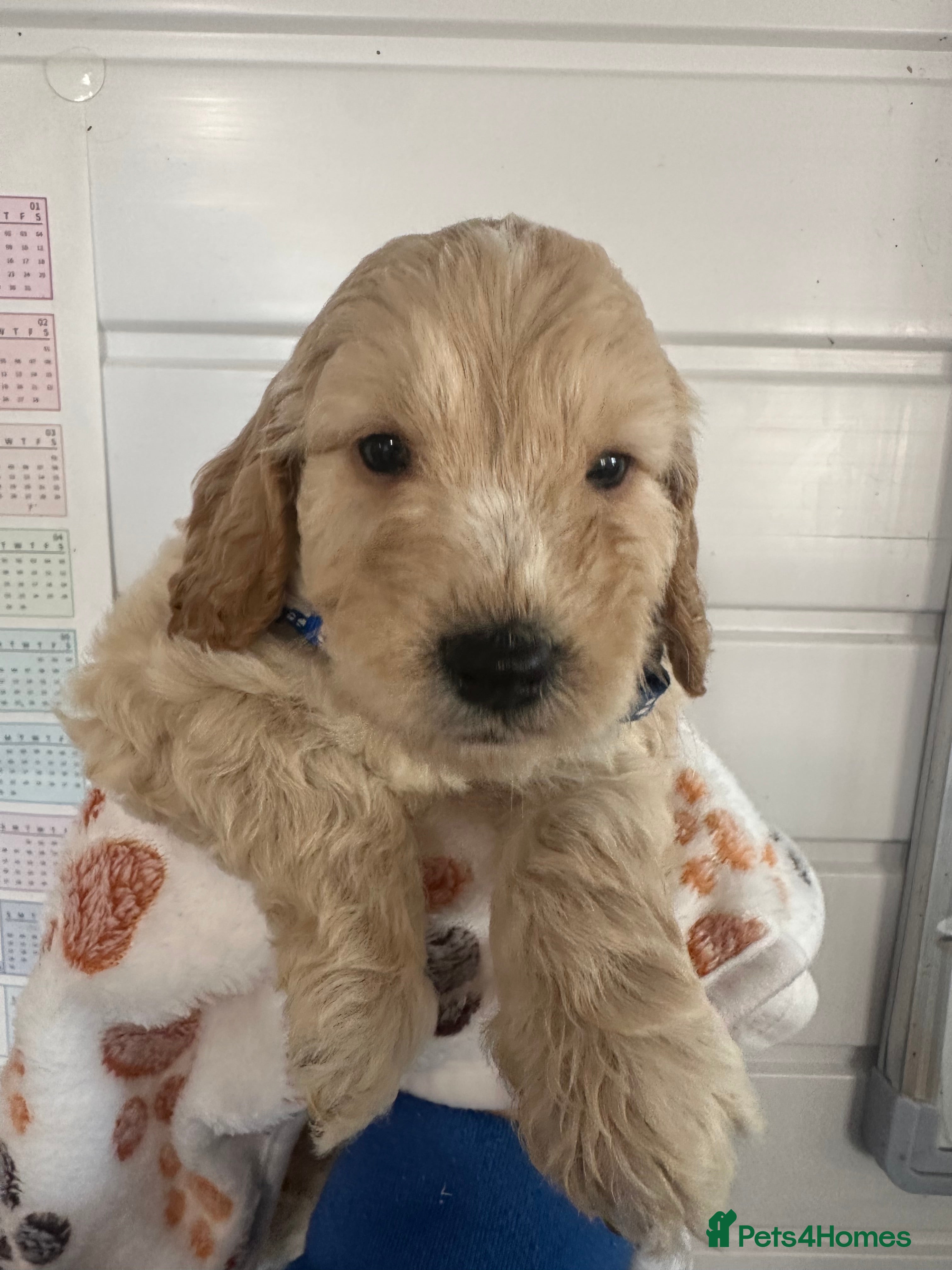 Cockapoo dogs Boy cockapoo puppies ready 30th December  - Advert 1