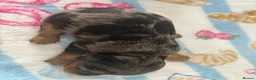 Cavapoo dogs for sale: F1 Toy phantom Cavapoos - Advert 12