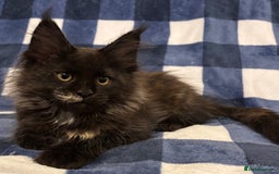 Maine Coon cats for sale: Beautiful Maine Coon Kitten - Champion Lines - Image 31