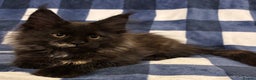 Maine Coon cats for sale: Beautiful Maine Coon Kitten - Champion Lines - Advert 32