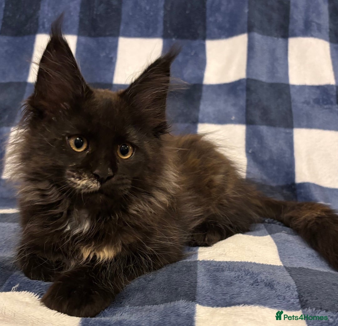 Maine Coon cats for sale: Beautiful Maine Coon Kitten - Champion Lines - Image 31