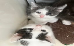 Domestic Shorthair cats for sale: Beautiful litter of kittens for sale - Image 12