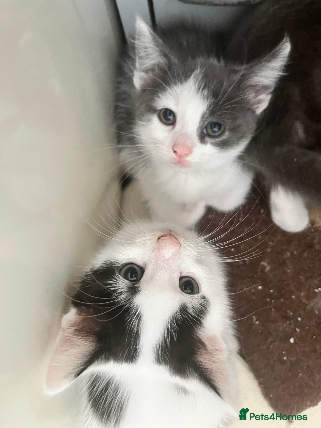 Domestic Shorthair cats for sale: Beautiful litter of kittens for sale - Image 12