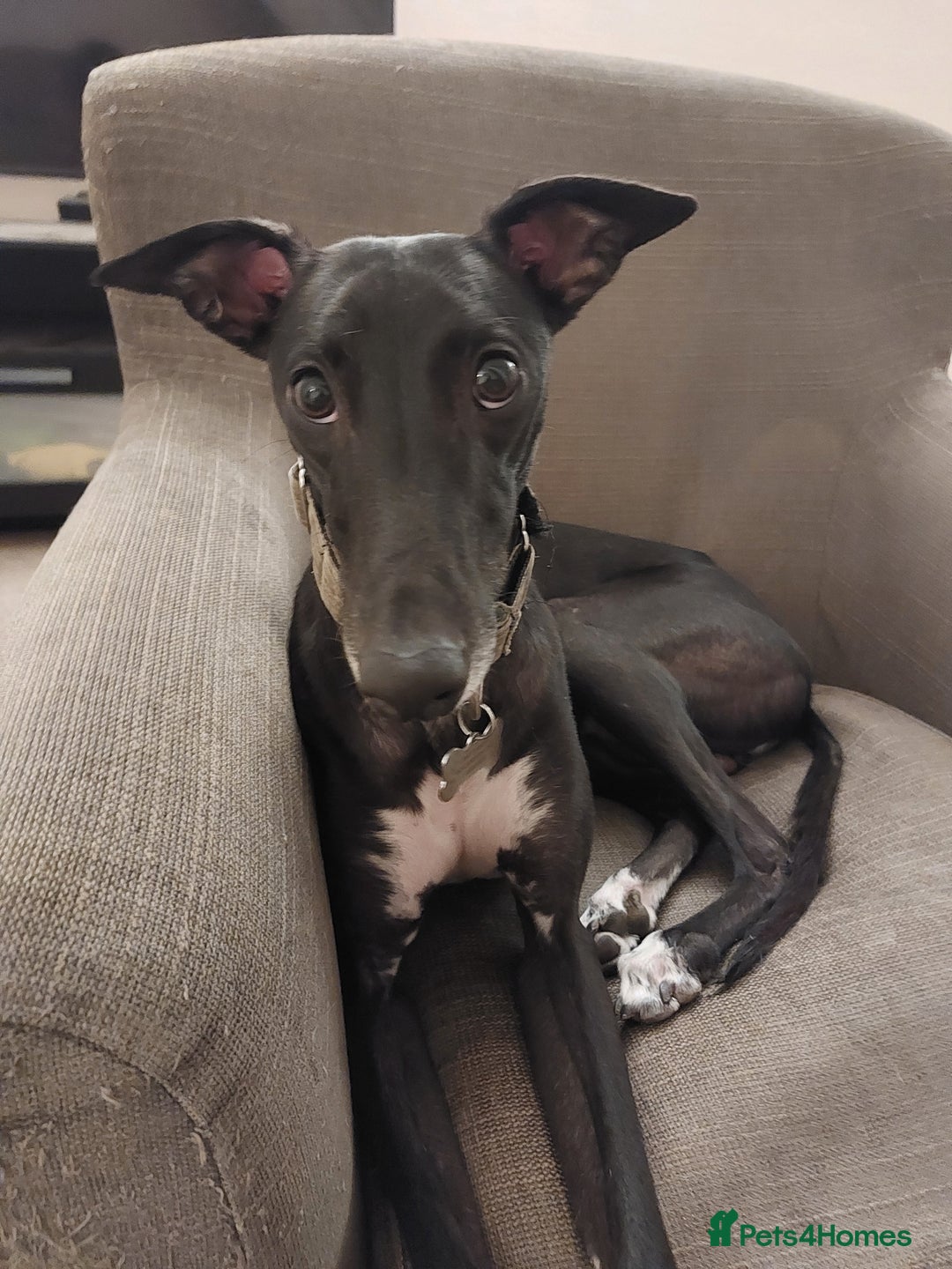 Mixed Breed dogs for sale: Lurcher male for urgent rehome - Image 2