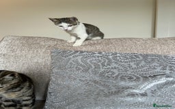 Mixed Breed cats for sale: 2 beautiful kittens ready for a loving home - Image 21
