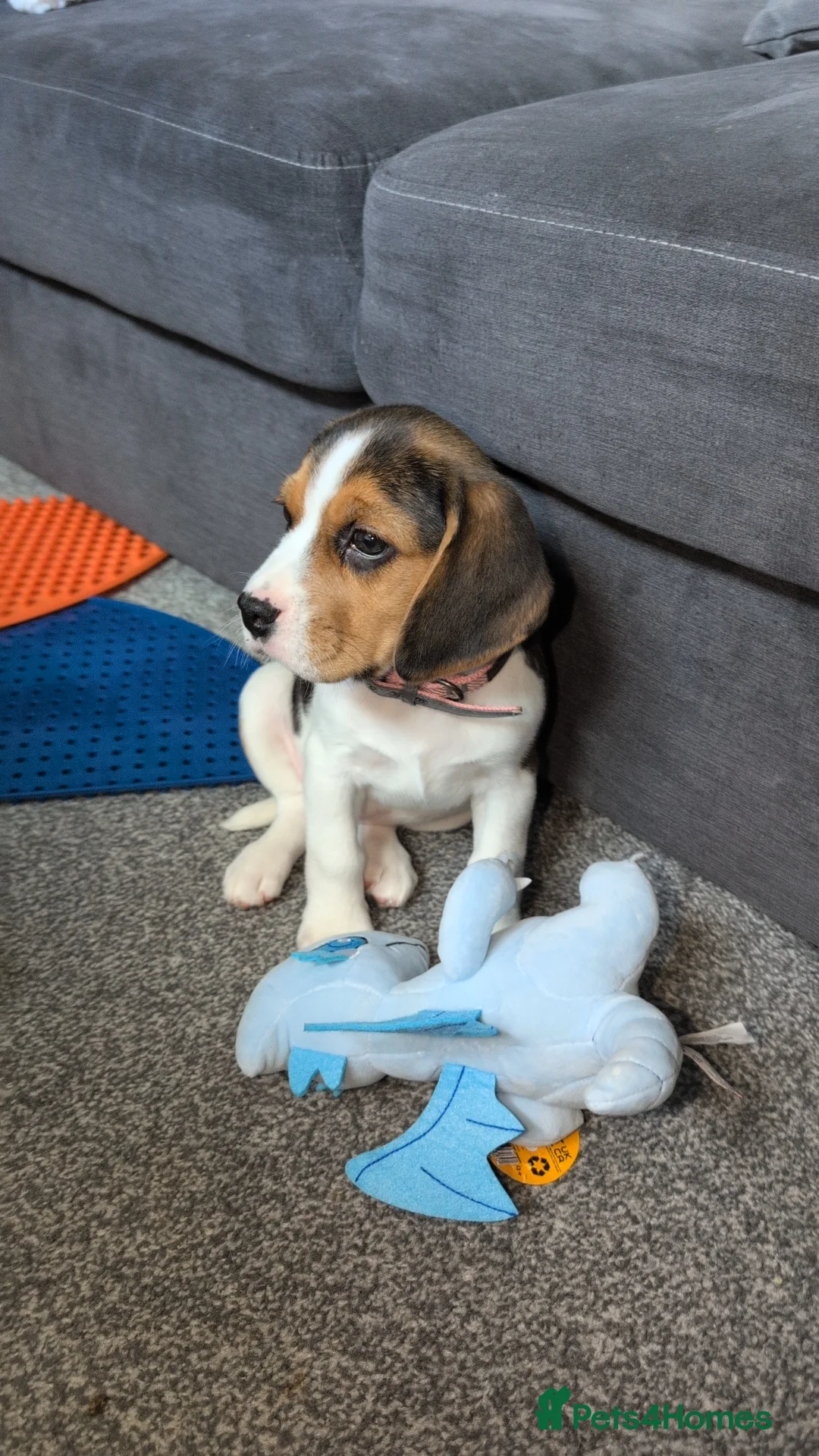 Beagle dogs for sale: Beagle called Ava - Advert 2