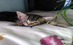 Domestic Shorthair cats for sale: Beautiful kittens looking for, forever homes. - Image 16