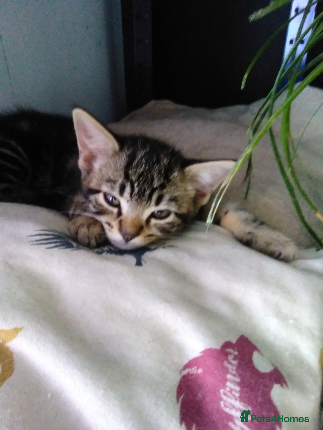 Domestic Shorthair cats for sale: Beautiful kittens looking for, forever homes. - Image 16