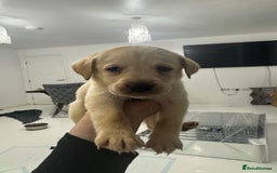 Labrador Retriever dogs for sale: Full breed Labrador retriever puppy’s  - Image 3