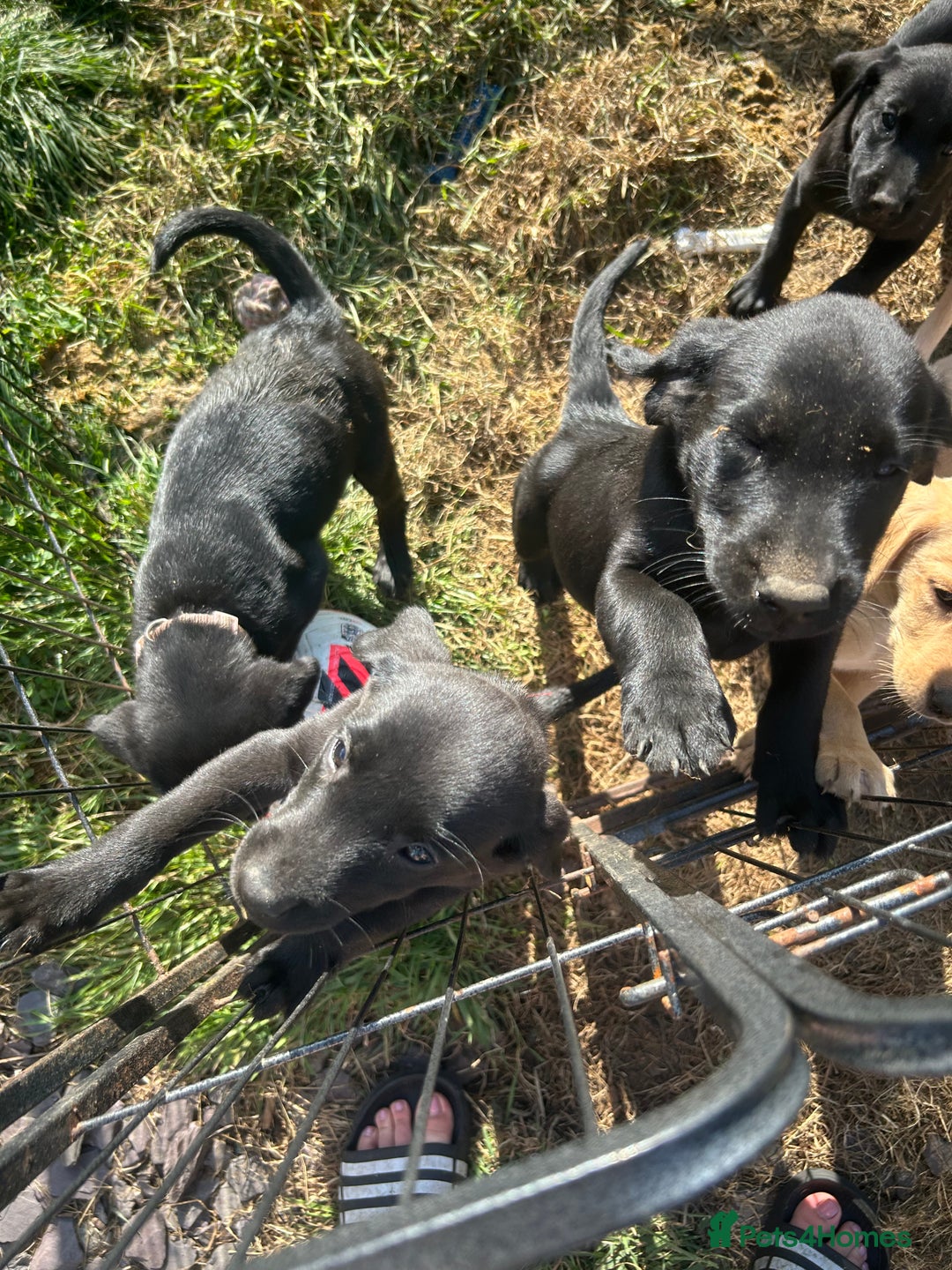 Labrador Retriever dogs for sale: Labrador puppies  - Image 21
