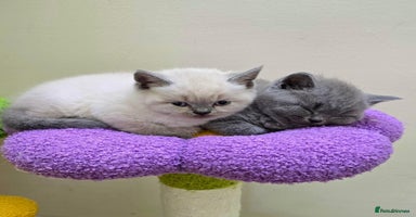 British Shorthair cats - Advert 7