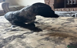 Cocker Spaniel dogs for sale: Blue roan cocker spaniels ready 17th September - Image 18