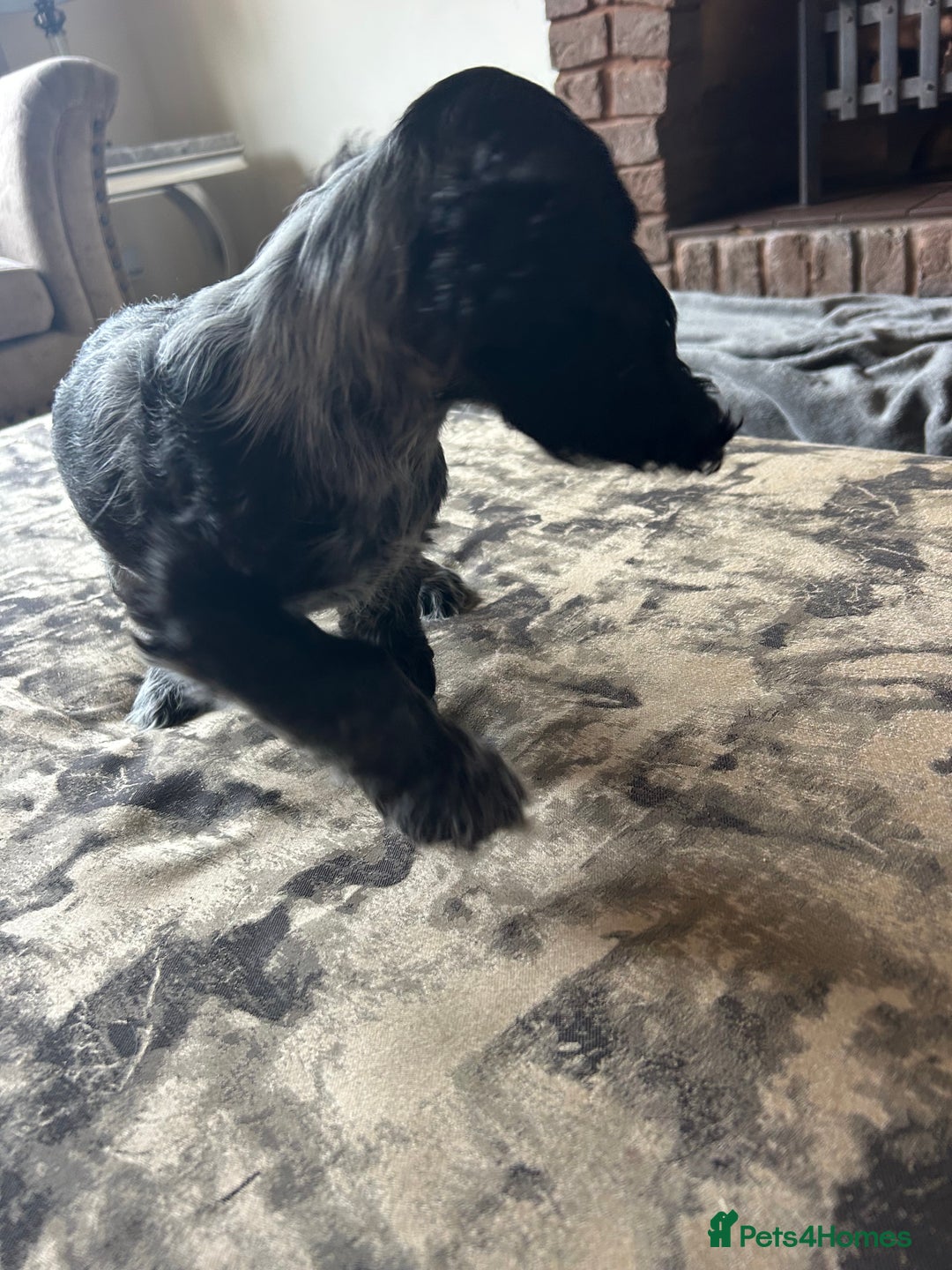 Cocker Spaniel dogs for sale: Blue roan cocker spaniels ready 17th September - Image 18