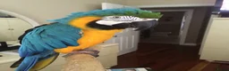 Macaws birds for sale: Macaw blue gold Tamed friendly   in Hull - Advert 2