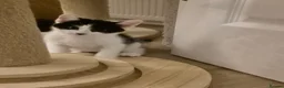 Mixed Breed cats for sale: Unique Black and White "Frosted" Bicolor kittens - Advert 8