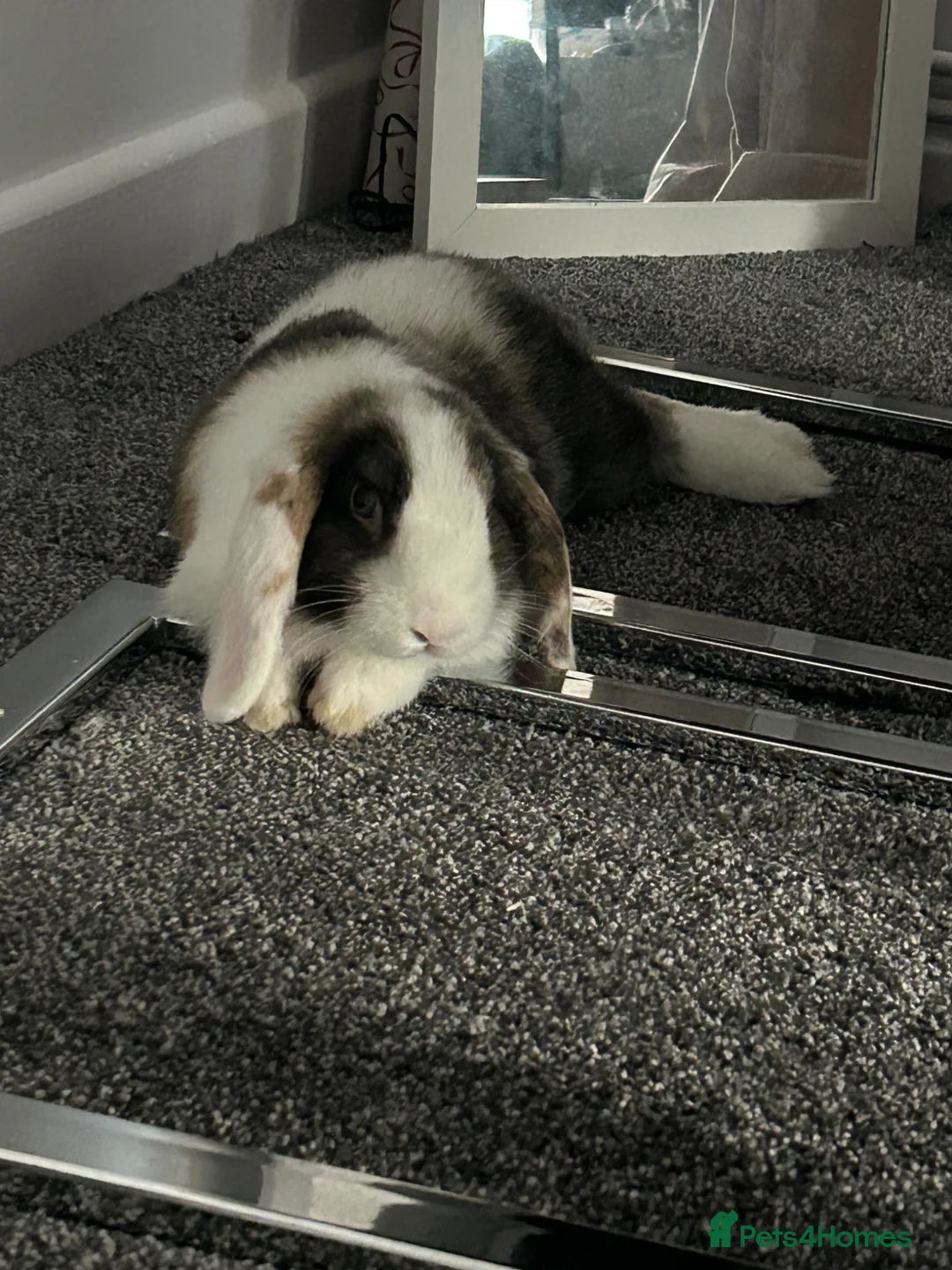 Mini Lop rabbits for sale: 8 week old mini lop male rabbit - Advert 2