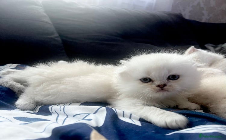 Scottish Fold cats - Advert 1