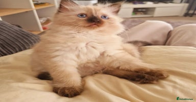 Ragdoll cats - Advert 6