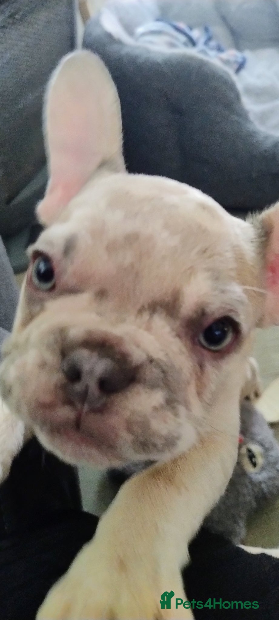 French Bulldog dogs 2 French bulldog puppies left - Advert 3
