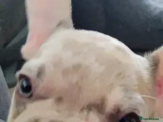 French Bulldog dogs 2 French bulldog puppies left - Advert 3