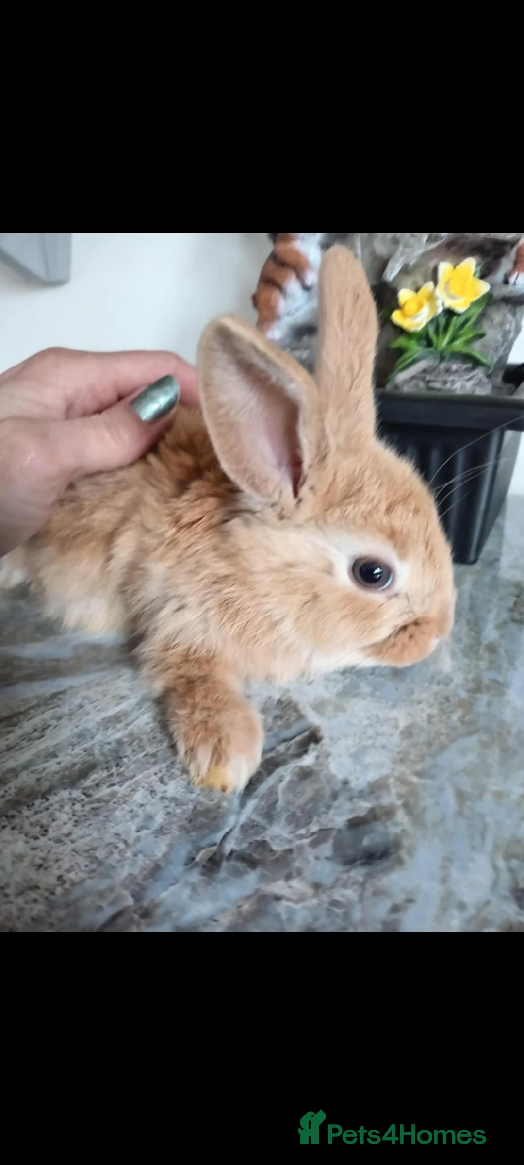 Mini Lop rabbits for sale: Baby lops - Advert 7