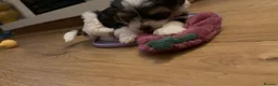 Biewer Terrier dogs for sale: 5 beautiful puppies  - Advert 8