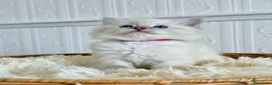 Ragdoll 8