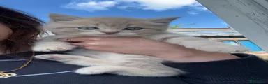 British Shorthair 2