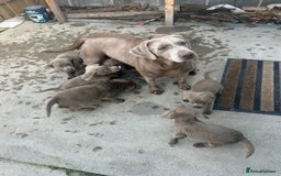 Labrador Retriever dogs for sale: Silver Labrador  - Image 24