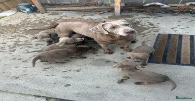 Labrador Retriever dogs - Advert 6