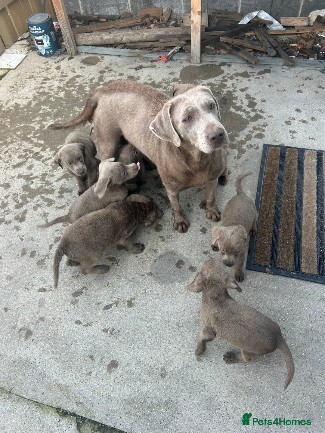 Labrador Retriever dogs for sale: Silver Labrador  - Image 24