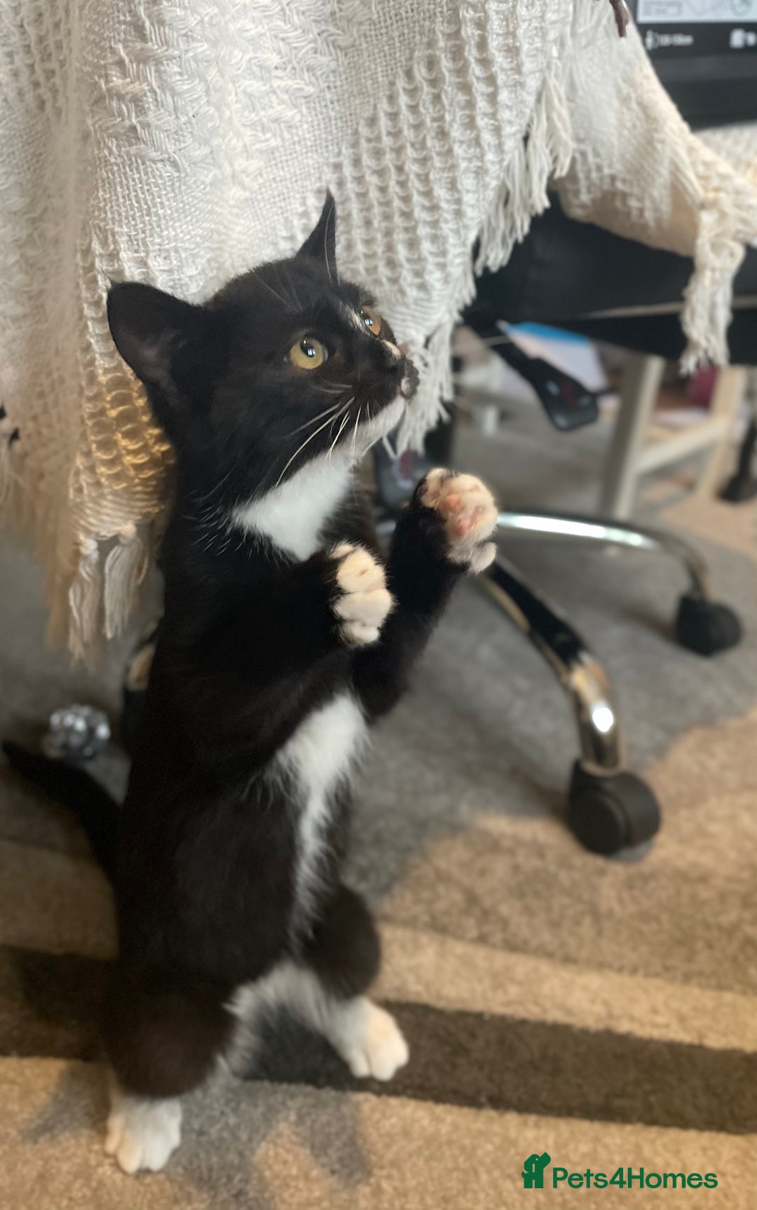 Mixed Breed cats for sale: Two mixed breed kittens - Advert 8