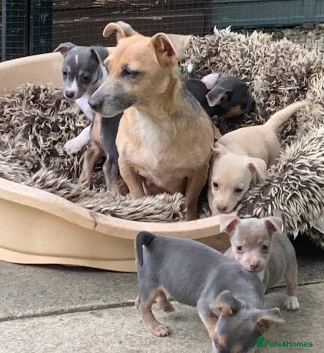 Jack Russell dogs for sale: Fantastic litter of miniature jr rare  colours  - Image 3