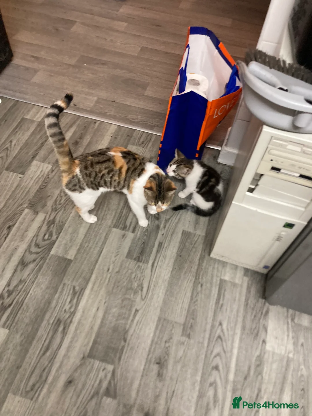 Mixed Breed cats for sale: 8 month old kitten - Advert 4
