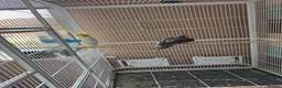 Cockatiels birds for sale: Male cockatiel available around 3 years old  - Advert 4