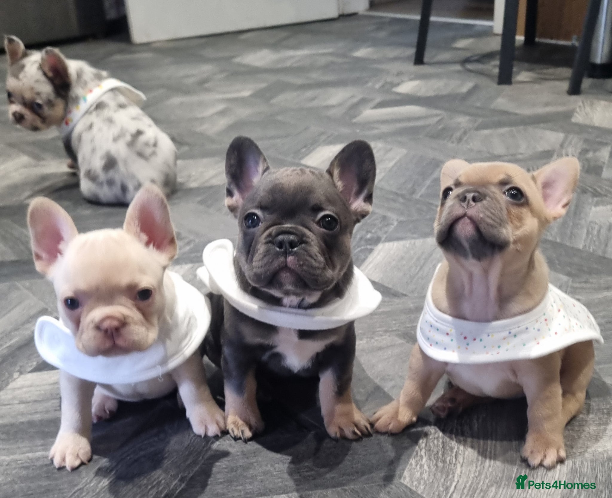 French Bulldog dogs French Bulldog  - Advert 9